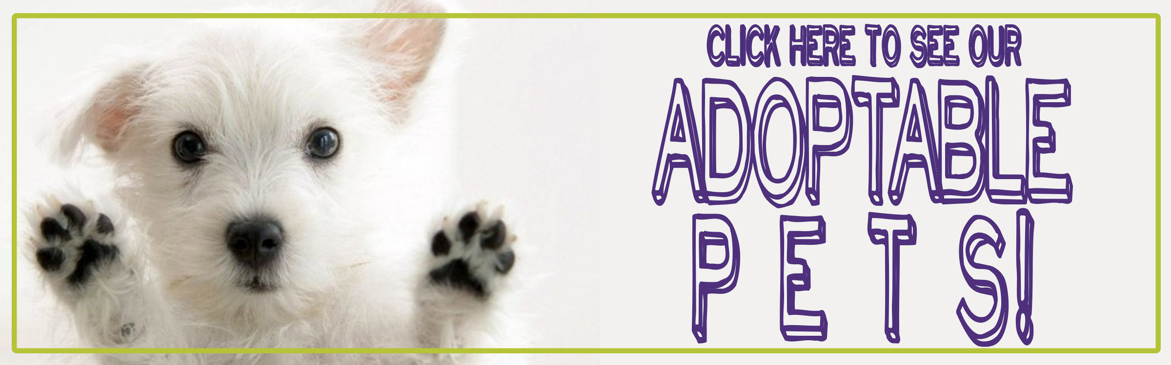 Adoption Center Near Me Cats The O Guide